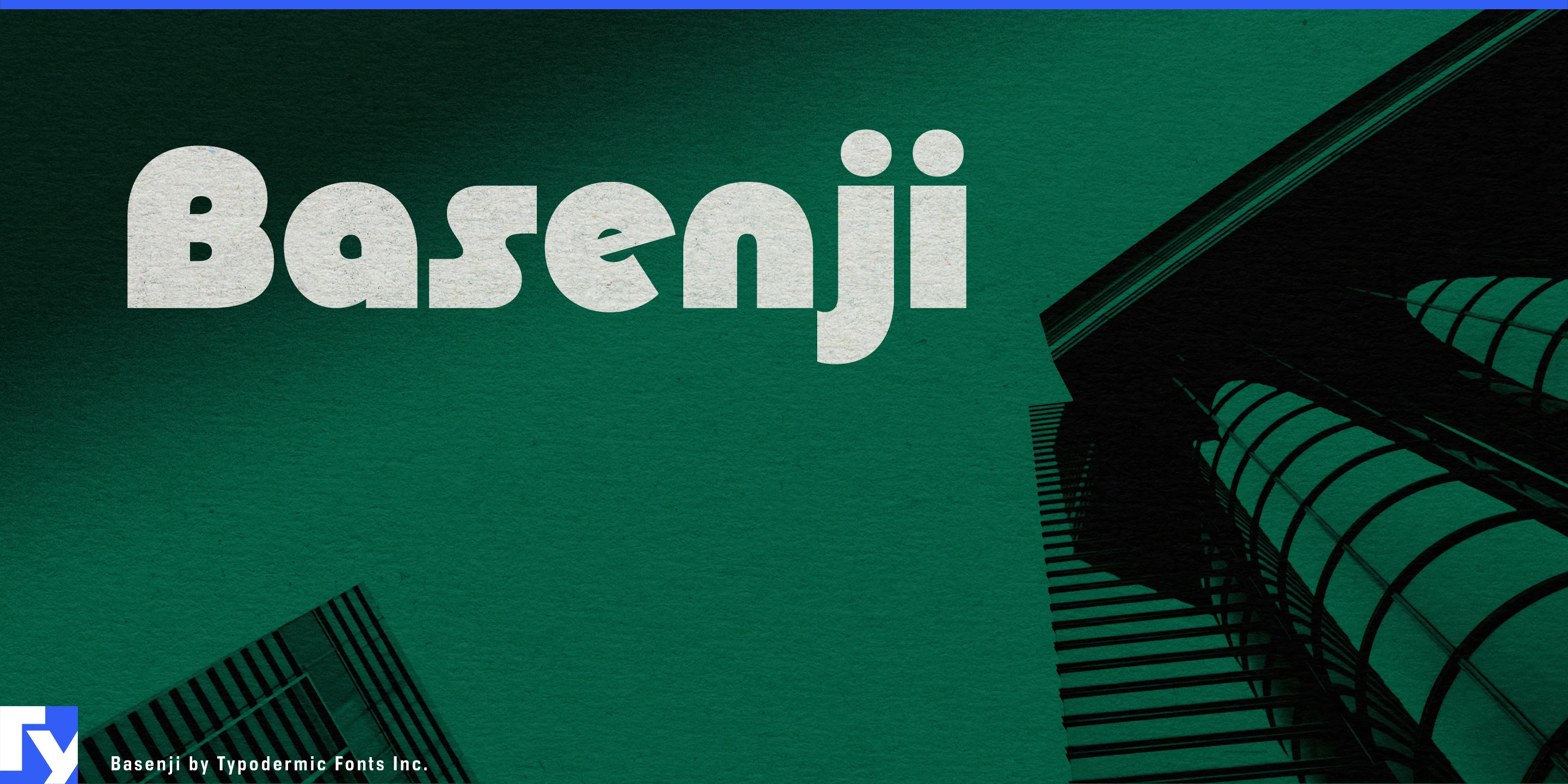 Basenji specimen 1